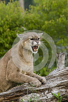 Angry Cougar