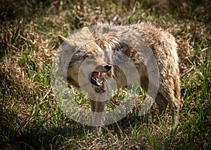 Angry Coyote with Open Mouth