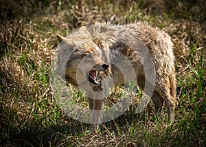 Angry Coyote with Open Mouth photo