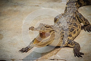 An angry crocodile is open jaws and ready to strike. A young crocodile is open mouth while resting at the farm. Commercial