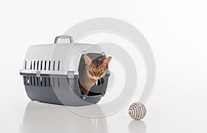 Angry and Curious Abyssinian cat sitting in the box and looking out with Toy ball. Isolated on white background