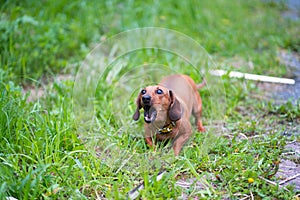 Angry dachshund growls teeth bared