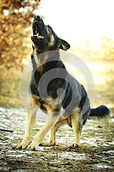 angry dangerous young german shepherd dog puppy barks and defefense background