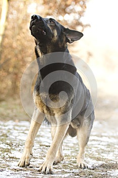 angry dangerous young german shepherd dog puppy barks and defefense background