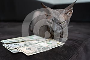 an angry and disgruntled cat of the Don Sphinx breed lies in front of the dollars and guards the money