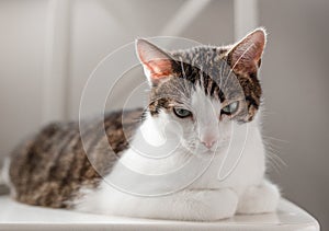 Angry and displeased Cat lying on white chair. Banner, pet concept. Funny Fat Cat Sitting