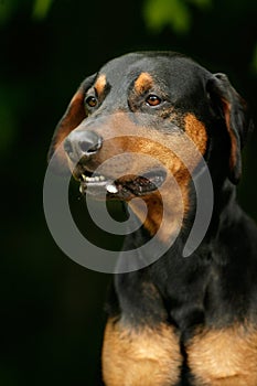 Angry doberman dog