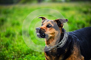 Angry dog attacks. The dog looks aggressive and dangerous