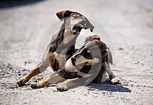 Angry dog attacks. The dog looks aggressive and dangerous