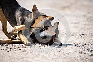 Angry dog attacks. The dog looks aggressive and dangerous