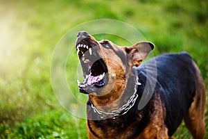 Angry dog attacks. The dog looks aggressive and dangerous