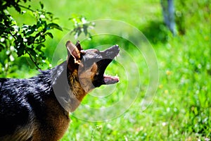 Angry dog attacks. The dog looks aggressive and dangerous. German Shepherd