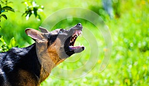 Angry dog attacks. The dog looks aggressive and dangerous. German Shepherd photo