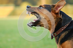 Il cane cancellato denti 