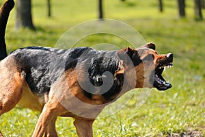 Angry dog with bared teeth photo