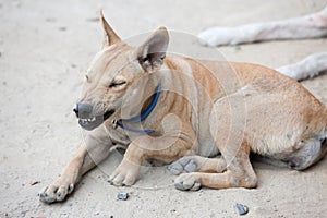 Angry dog with bared teeth