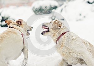 Angry dog with bared teeth