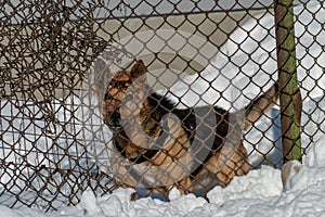 An angry dog barks behind a metal fence. The dog protects the private territory. A house in the village and an angry dog in winter