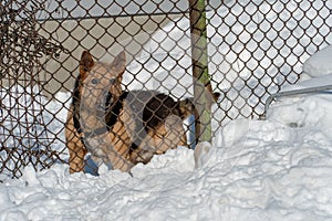 An angry dog barks behind a metal fence. The dog protects the private territory. A house in the village and an angry dog in winter