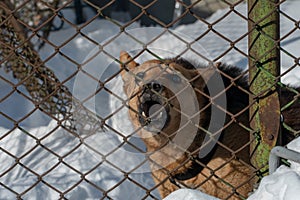 An angry dog barks behind a metal fence. The dog protects the private territory. A house in the village and an angry dog in winter