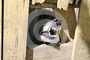 An angry dog barks and guards the house yard