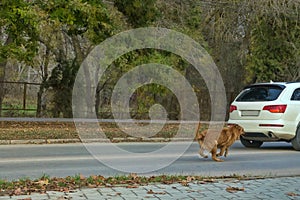 Angry dog barks at moving cars on road