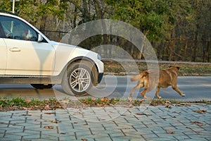 Angry dog barks at moving cars on road