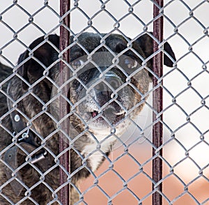 Angry dog behind a fence