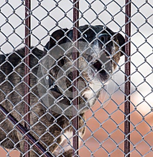 Angry dog behind a fence