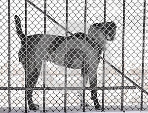 Angry dog behind a fence