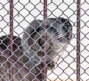 Angry dog behind a fence