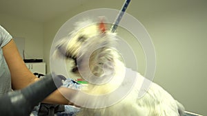 Angry dog bit hair dryer in grooming pet beauty salon. Handheld shot