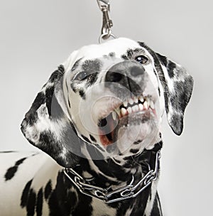 Angry dog dalmatian grins