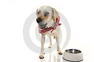 ANGRY DOG EATING. LABRADOR PUPPY ASKING FOR FOOD OR PROTECTING TERRITORY BY INSTINCT AND SHOWING TEETH. ISOLATED SHOT AGAINST photo