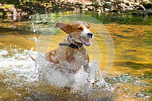 Angry dog jumping in the river