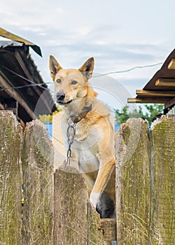 Angry dog on a leash behind the fence.