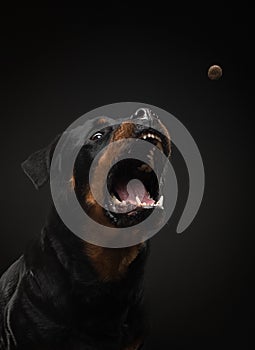 Angry dog with open mouth. Pet catches food. Rottweiler snarls