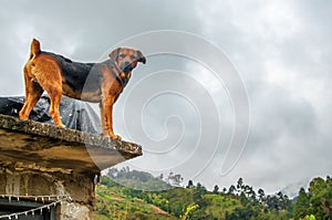 Angry Dog on a Roof photo