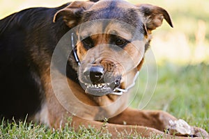 angry dog show the teeth