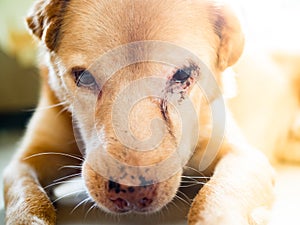 Angry dog with wounded eye