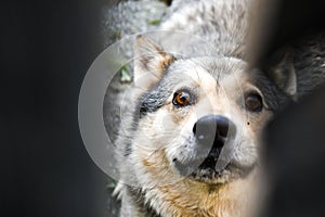 Angry dog â€‹â€‹barks and guards the yard of the ho