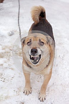 Angry dog â€‹â€‹on a chain barks at people