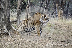 An angry dominant male tiger in the forest of Ranthambore.