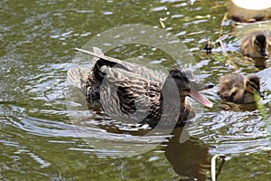 Angry Duck Quacking and Ducklings