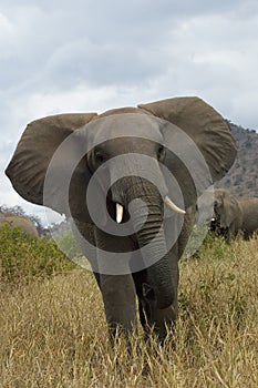 Angry elephant