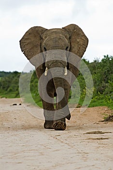 Angry Elephant