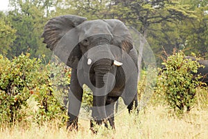 Angry Elephant