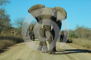 Angry Elephant
