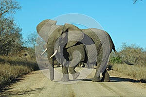 Angry elephant
