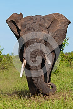 Angry Elephant photo